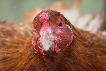 The Red Headed Indian Hen.