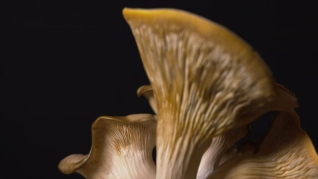 Rack focus close up of brown amazing home grow edible Oyster mushrooms on black background. Vegan, vegetarian healthy concept