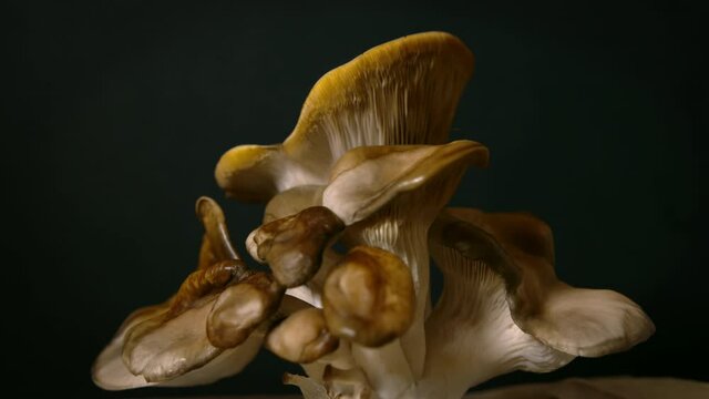 Top down tilt close up of yellow amazing home grow edible Oyster mushrooms on black background. Vegan, vegetarian healthy concept