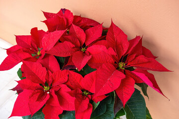 red poinsettia on a red background