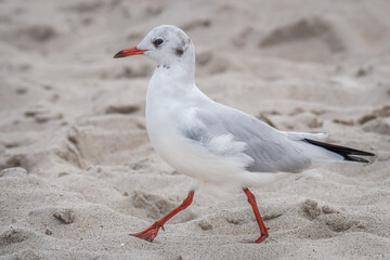 Lachmöwe am Ostseestrand