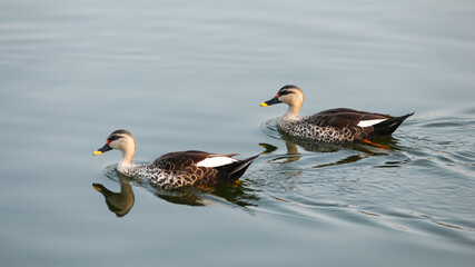 Ducks Swimming In The Lake.
