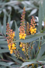 マホニアコンフューサの黄色い花