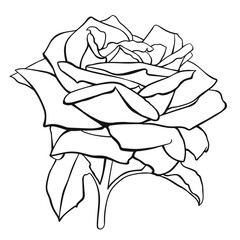 Drawing roses for coloring. Black silhouette on a white background. - 476742557