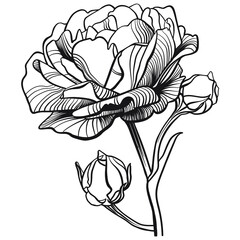Highly detailed outline drawing of a rose and two buds on a stem, on a white background - 476742564