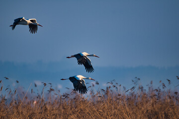 Three white storks fly over a reed area