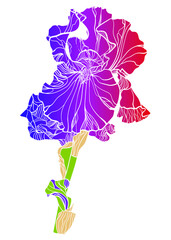 Illustration with purple iris flower on a white background - 476742593