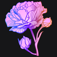 Rose flower with two buds on the stem. Rose with a gradient background on a black background. - 476742743