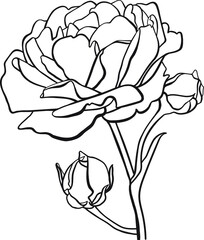 Black outline drawing of a rose with two buds on a white background. - 476742795