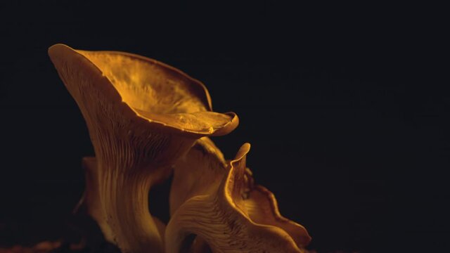 Top down tilt close up of brown amazing home grow edible Oyster mushrooms on black background. Vegan, vegetarian healthy concept