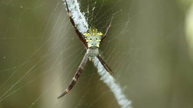 spider on nets HD videos. insect on leaves. spider insect body