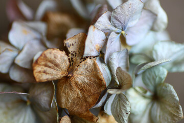 dry and faded hydrangea flowers