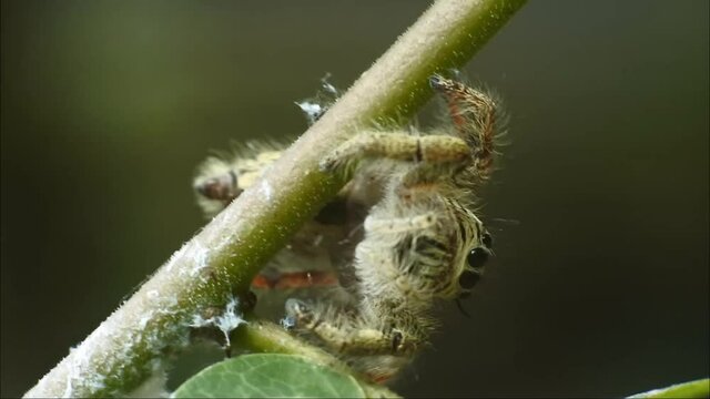 jumping spider on plant HD videos. insects on leaves. jumping spider insect body