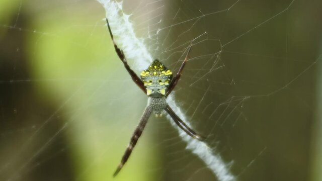 spider on nets HD videos. insect on leaves. spider insect body