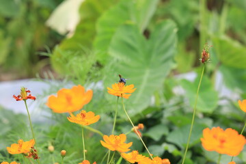 ルリモンハナバチ