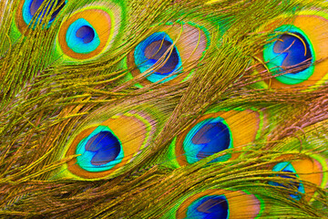 Peacock feathers texture. Plumage of tropical unusual fairy birds of multi-colored blue yellow green feathers as a background. Peacock tail.