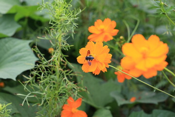 ルリモンハナバチ