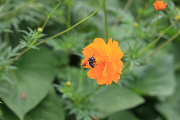 ルリモンハナバチ