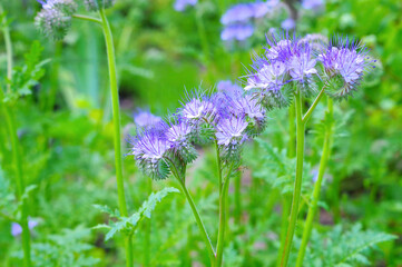 lila Phacelia, Bienenweide im Sommer - purple Scorpionweed or Phacelia flower in summer