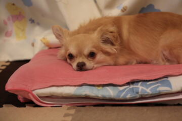 ロングコートチワワ