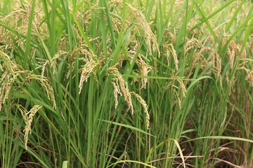 Obraz premium 田舎の風景