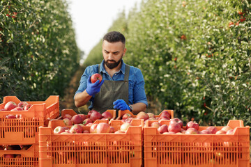Harvest season agriculture, quality control, gardener or owner working on eco farm