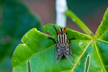 Sarcophaga - fly on green leaf, blur background and focus on foreground