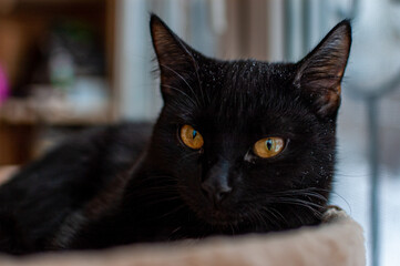 The little black Panther loves to pose for the camera!