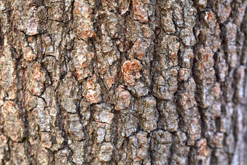 Background picture of tree bark, tree structure close-up