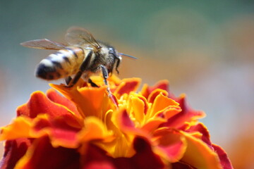 Bee on tagetes II