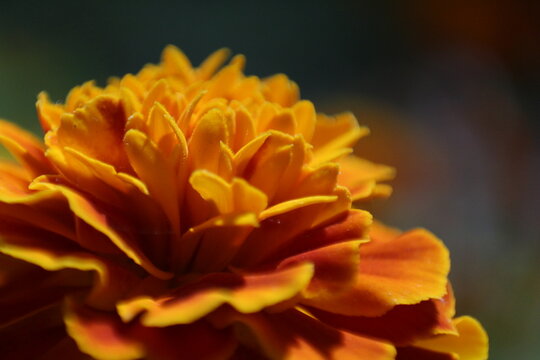 Marigold flower macro