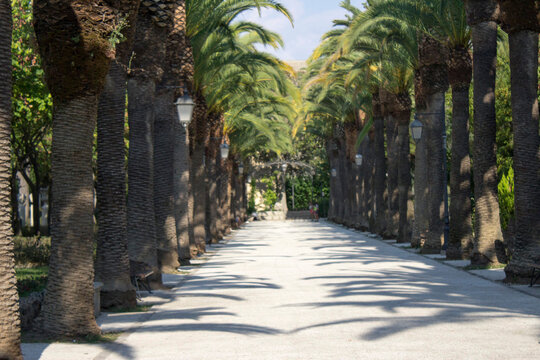 Palm trees boulevard