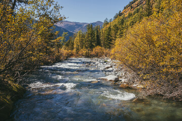 Scenic alpine landscape with mountain river in wild autumn forest in sunshine. Vivid autumn scenery with beautiful river among trees and thickets in sunny day. Mountain brook in woods in fall time.