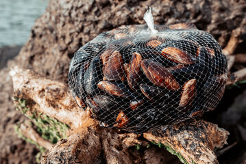 Mussel and oyster farm. nylon net with black mussels.