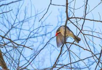 robin on branch