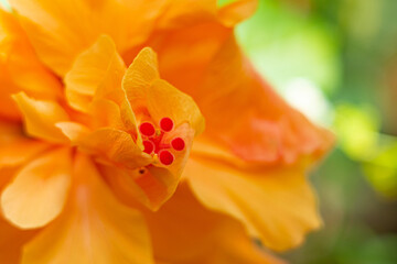 Fototapeta premium orange flower closeup