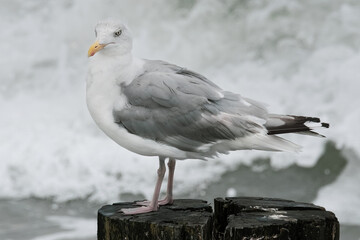 Silbermöwe auf der Buhne