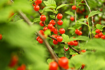 red berries on a branch