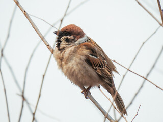 bird in the city