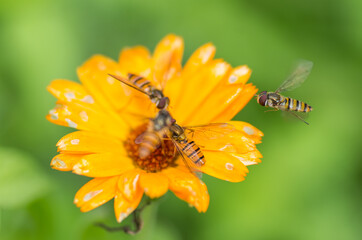 nature in the garden