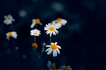 Beautiful fragrant delicate chamomile flowers with white petals bloom on a summer night. Nature.