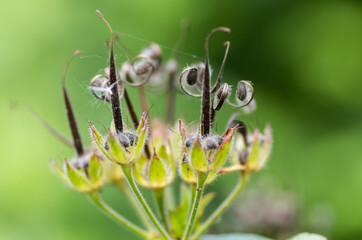 Nature in the garden