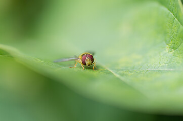nature in the garden