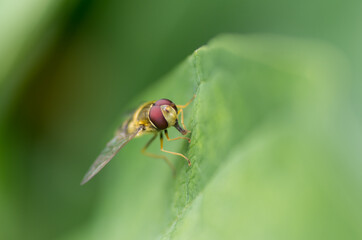 Nature in the garden