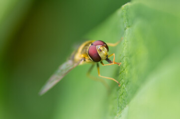 Nature in the garden