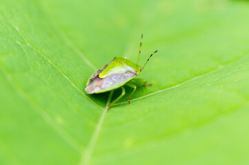 Nature in the garden