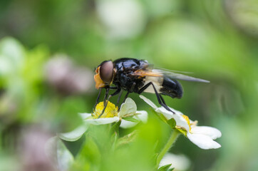 Nature in the garden