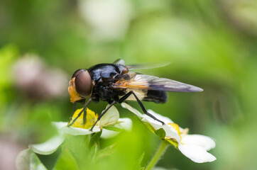 Nature in the garden