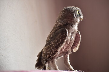 owl perched on a branch