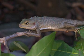 lizard on a tree